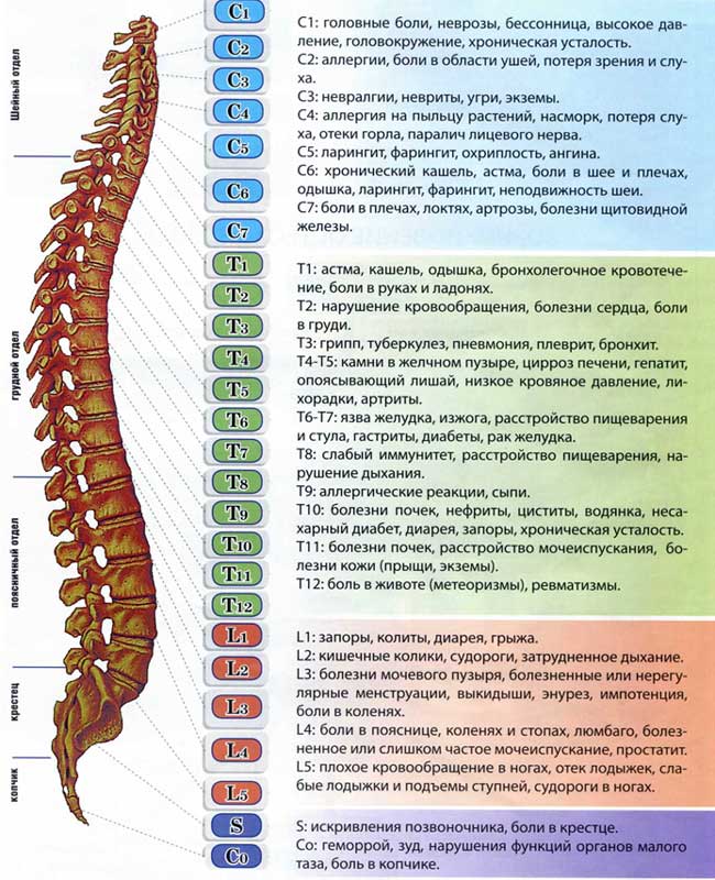 Схема позвоночника человека с обозначением внутренних Схема позвоночника человека с обозначением внутренних